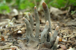  Dead Man's Fingers fungus