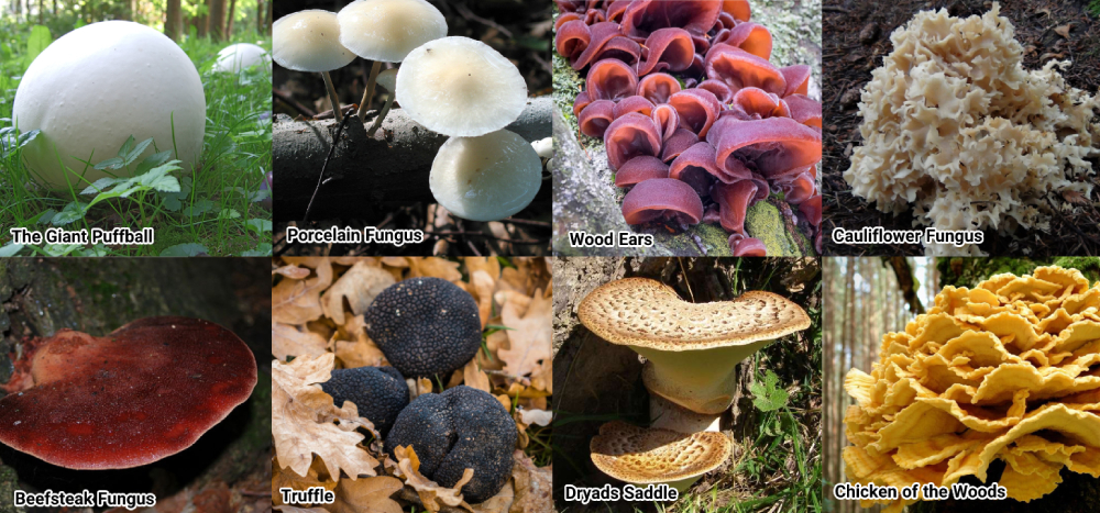 قارچ های خوراکی و روش تشخیص آن ها از قارچ سمی