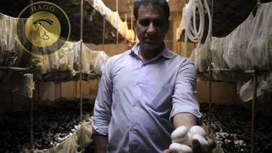 کارآفرین گچسارانی فعال در پرورش قارچ