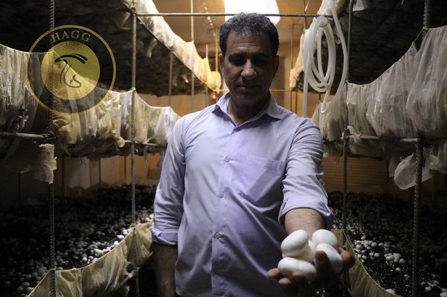 کارآفرین گچسارانی فعال در پرورش قارچ