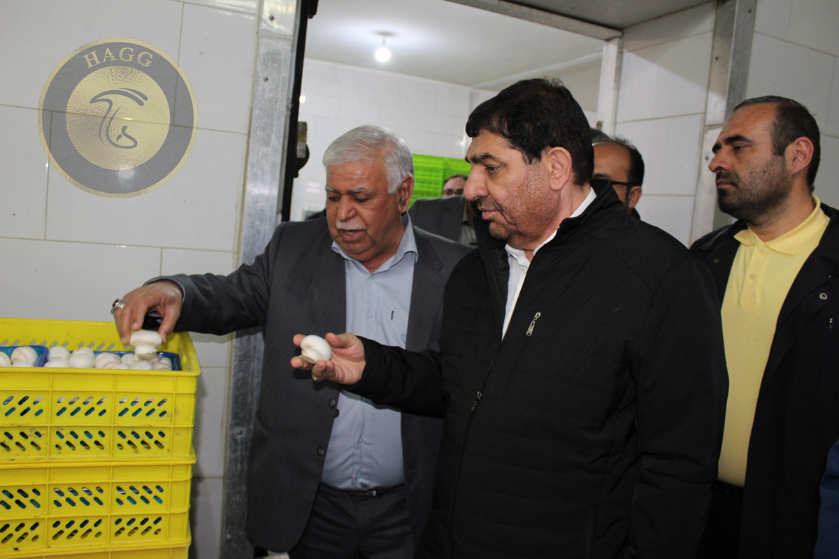 بازدید معاون رئیس جمهور از قارچ دزفول