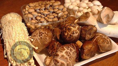 پرورش قارچ های خوراکی آسیا با چهار ویژگی خاص