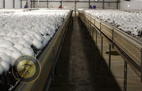 فرآیند تصویری کشت قارچ در هلند