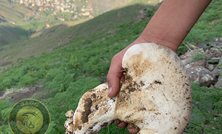 هشدار منابع طبیعی آذربایجان غربی نسبت به برداشت بی رویه قارچ و گیاهان دارویی از مراتع