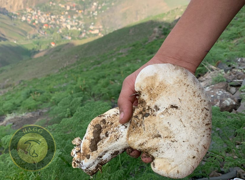 هشدار منابع طبیعی آذربایجان غربی نسبت به برداشت بی رویه قارچ و گیاهان دارویی از مراتع