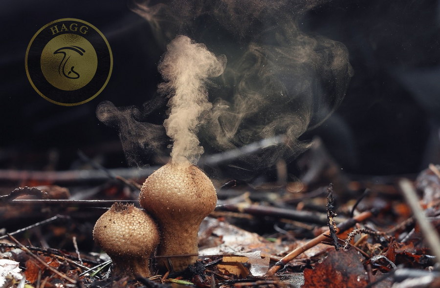 حقایق شگفت انگیز قارچ‌ها آزاد کردن اسپور یا هاگ توسط قارچ ها