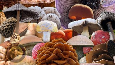 حقایق شگفت انگیز قارچ‌ها تحقیق در مورد قارچ‌ها