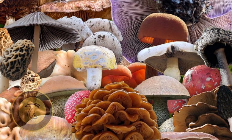 حقایق شگفت انگیز قارچ‌ها تحقیق در مورد قارچ‌ها