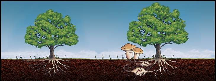 قارچ ها به درختان و گیاهان امکان برقراری ارتباط می دهند