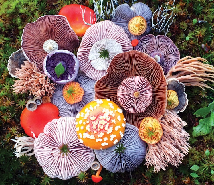 تولید رنگ ها مختلف توسط قارچ ها