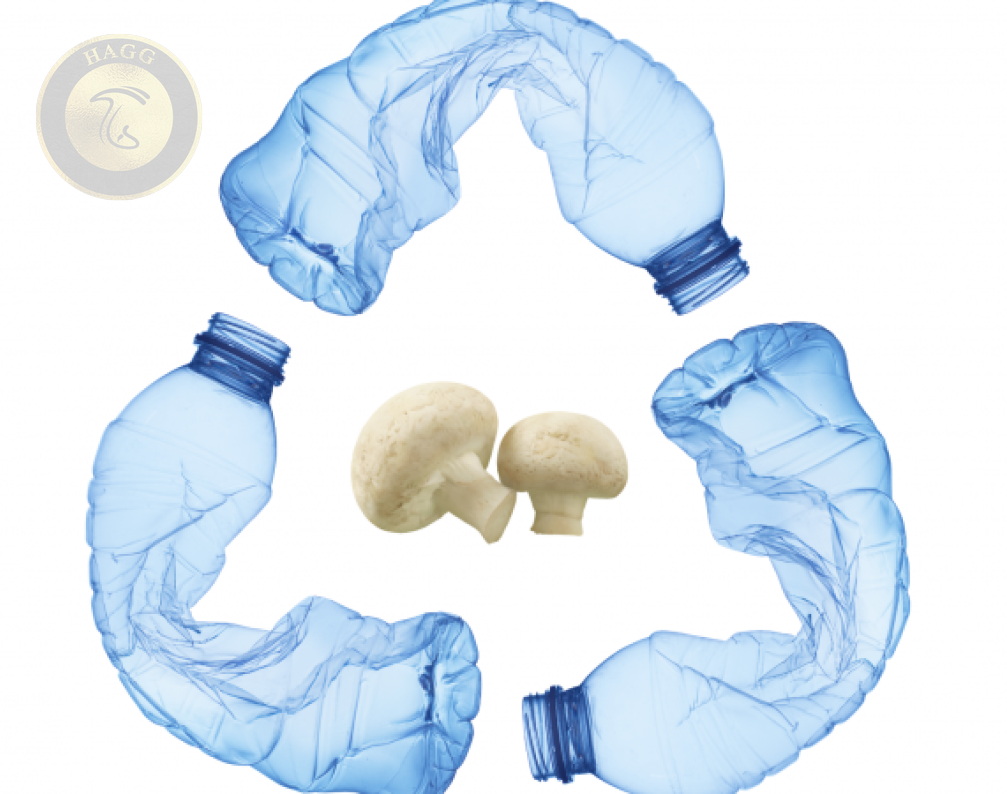 تحقیق در مورد قارچ‌ها تجزیه پلاستیک به وسیله قارچ ها