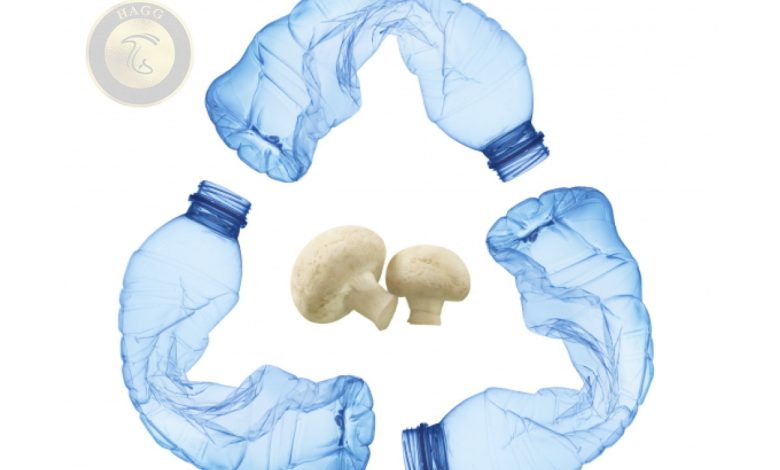 جزیه پلاستیک به وسیله قارچ ها - بازیافت زباله‌ های پلاستیکی با نوعی قارچ