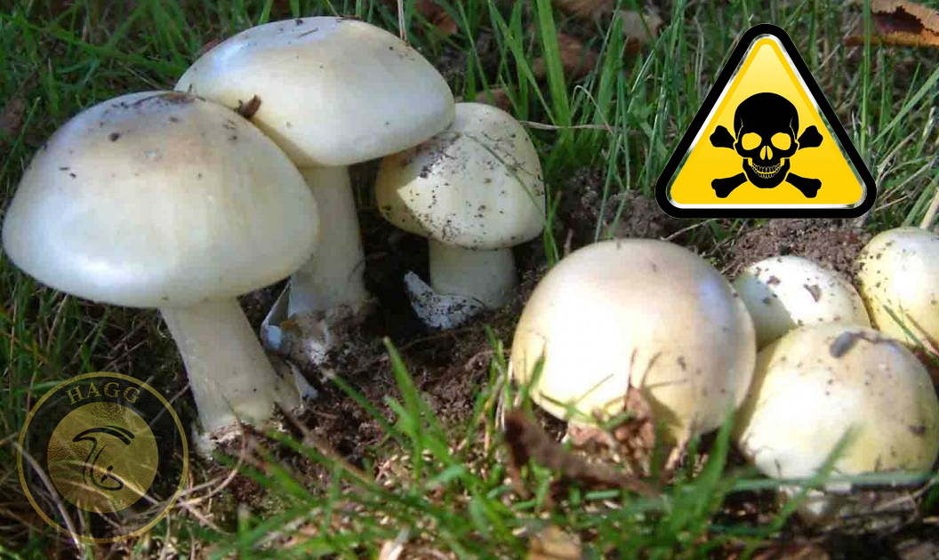 خوردن قارچ به قیمت جان با مصرف قارچ های خودرو خوردن قارچ سمی به قیمت جان تمام خواهد شد