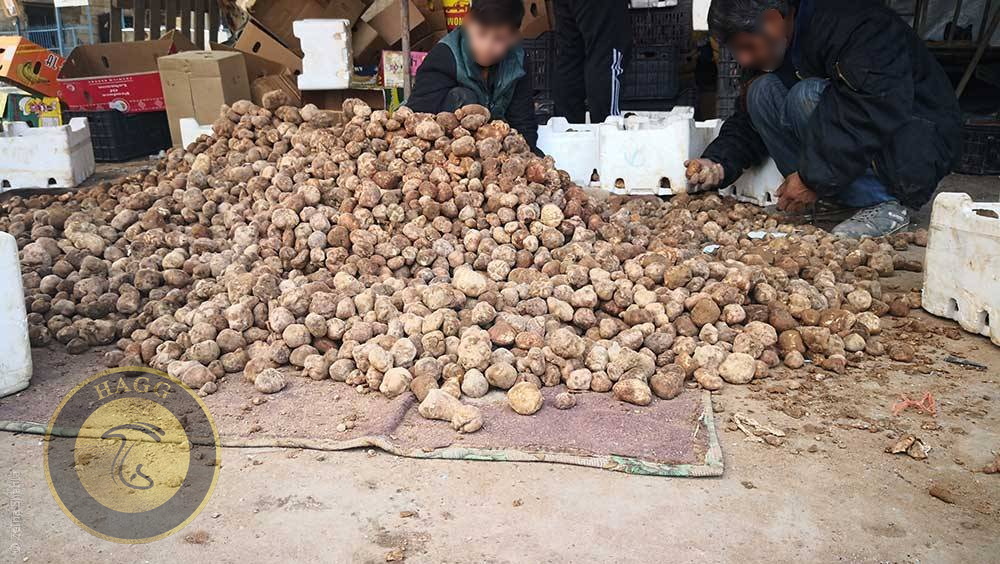 کشف بیش از 100 کیلوگرم قارچ ترافل