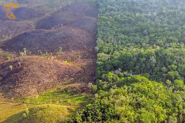 از بین رفتن جنگل های هیرکانی در پی برداشت بی رویه و غیر اصولی قارچ ترافل یا دنبلان کوهی روش پیدا کردن قارچ دنبلان در گلستان