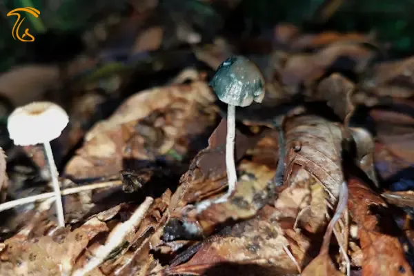 قارچ جادویی پای آبی