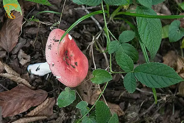 قارچ های جنگل های هیرکانی