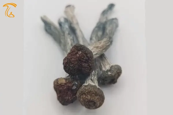 ماشروم مگنولیا آبی