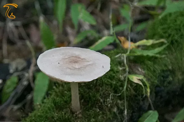 قارچ های جنگل هیرکانی روش پیدا کردن قارچ دنبلان در گلستان