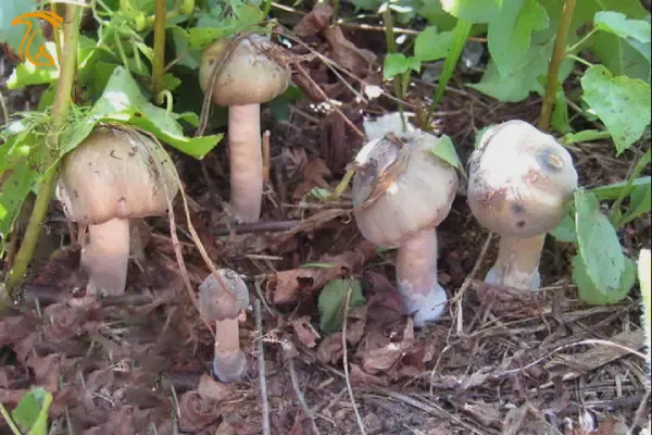 قارچ جادویی ویلی