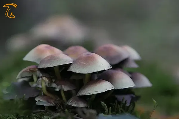 قارچ های جنگل هیرکانی