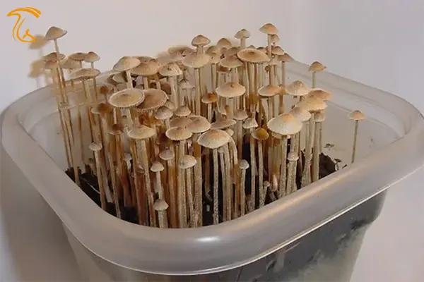 ماشروم فیلسوف یا سنگ فلسفی یا سنگ فیلسوف