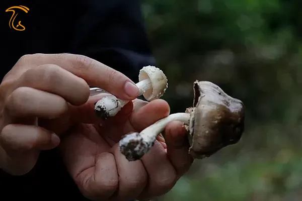 قارچ های جنگل هیرکانی جنگل‌های شمال ایران که به جنگل های هیرکانی معروف است