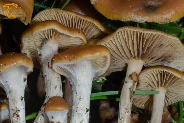 مجیک ماشروم کلاه موج دار