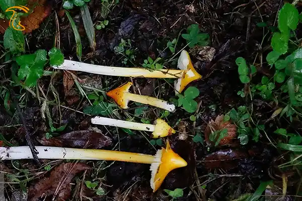 قارچ های جنگل هیرکانی روش پیدا کردن قارچ دنبلان در گلستان