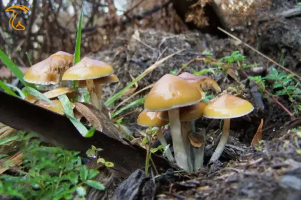 ماشروم مکنای یا ترنس مکنای