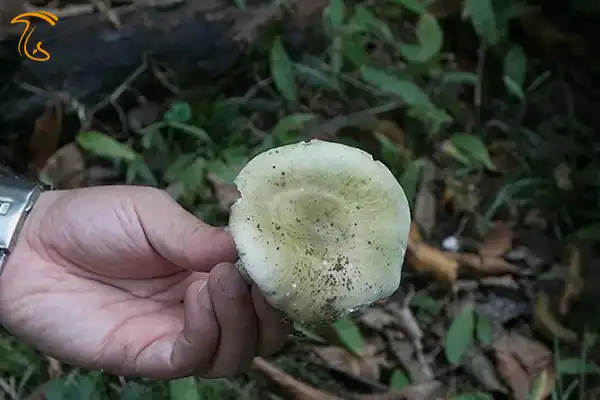 قارچ های جنگل هیرکانی