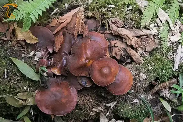 قارچ های جنگل هیرکانی