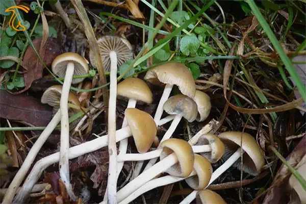قارچ جادویی کولی معروف به سیلوسایبین صرب(Psilocybe serbica)