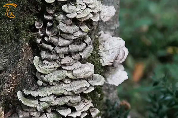 قارچ براکت هنرمند روش پیدا کردن قارچ دنبلان در گلستان