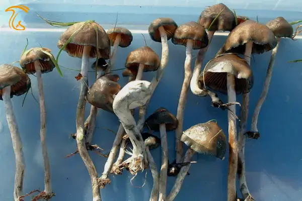 قارچ جادویی سردستگیره ای