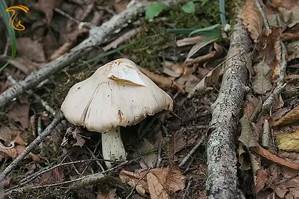 قارچ های جنگل های هیرکانی