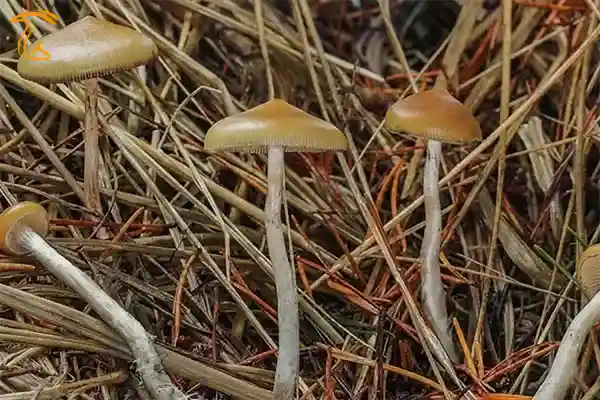 ماشروم بشقاب پرنده