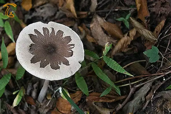 قارچ های جنگل های هیرکانی