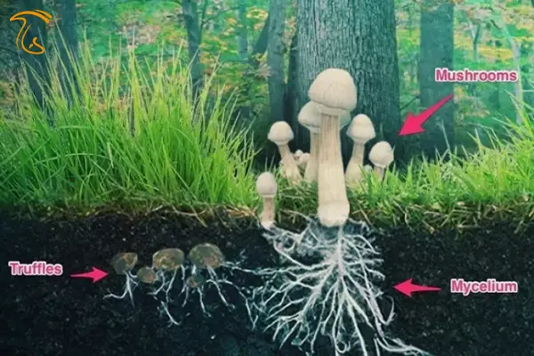 قارچ ترافل یا قارچ دنبلان کوهی جنگل هیرکانی روش پیدا کردن قارچ دنبلان در گلستان