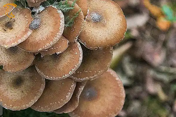 قارچ های جنگل های هیرکانی