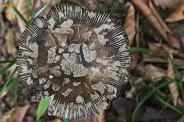 قارچ های جنگل های هیرکانی جنگل‌های شمال ایران که به جنگل های هیرکانی معروف است