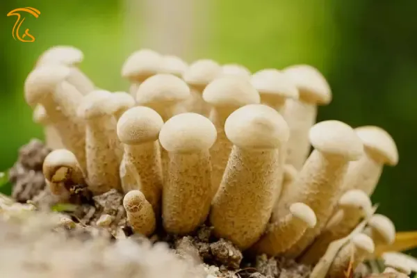 قارچ آلبینو پنیس انوی