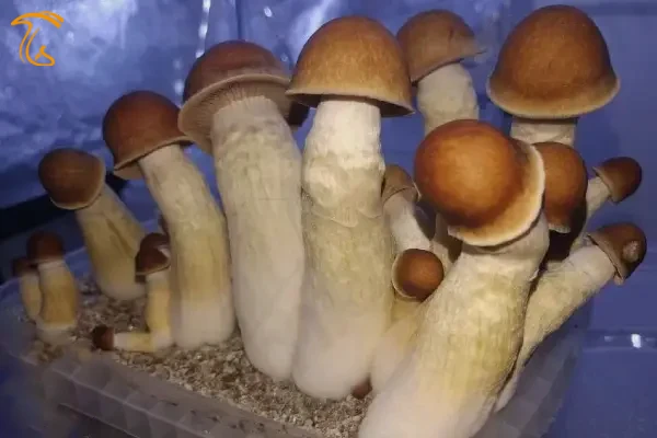 ماشروم PE (پنیس انوی)