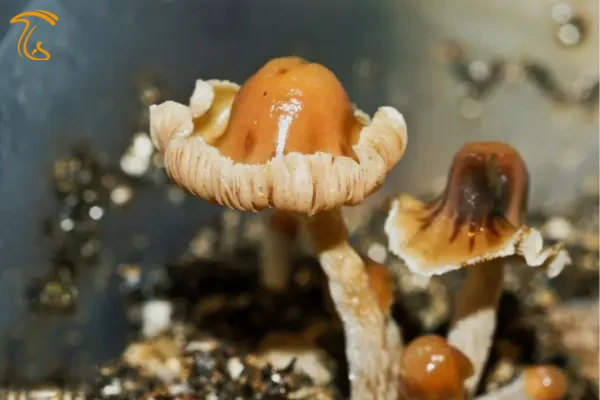 ماشروم کلاه مکزیکی یا مکزیکانا