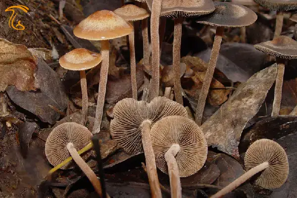 قارچ جادویی پانائولوس سینکتولوس