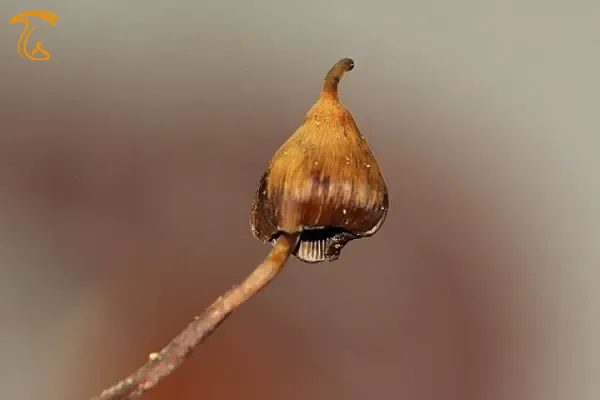 قارچ جادویی پرنده کوچک جنگلی
