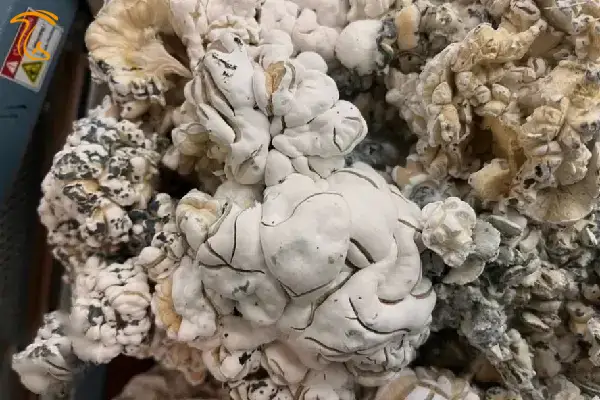 مجیک ماشروم انیگما