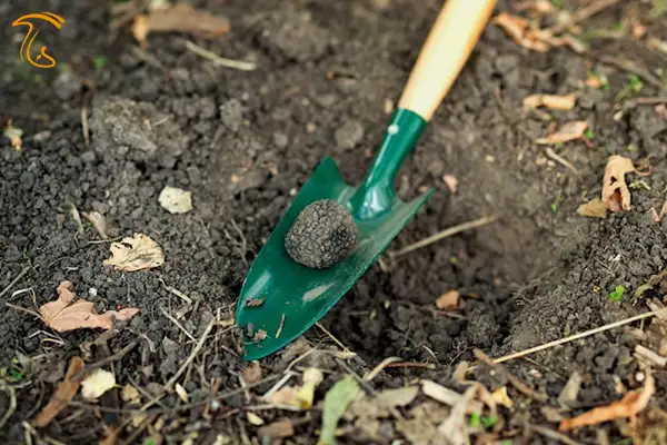 روش پیدا کردن قارچ دنبلان در گلستان