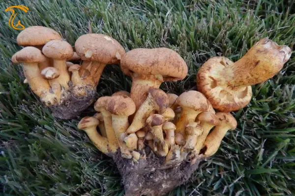 قارچ جادویی خنده بزرگ ورزشی