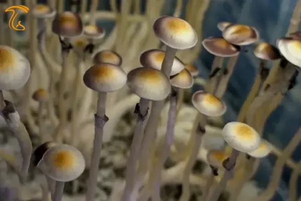 مجیک ماشروم ناتال آفریقای یا ناتال قدرتمند